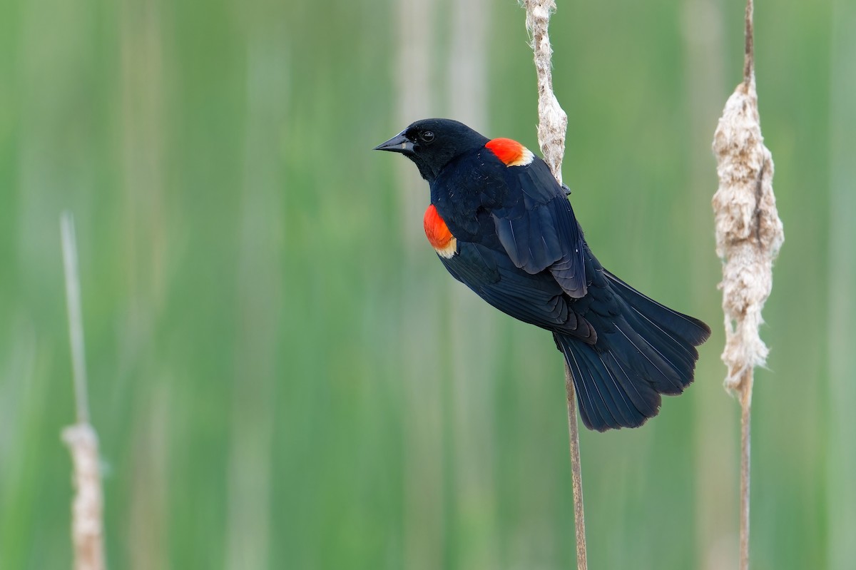 Red-winged Blackbird - ML618867002