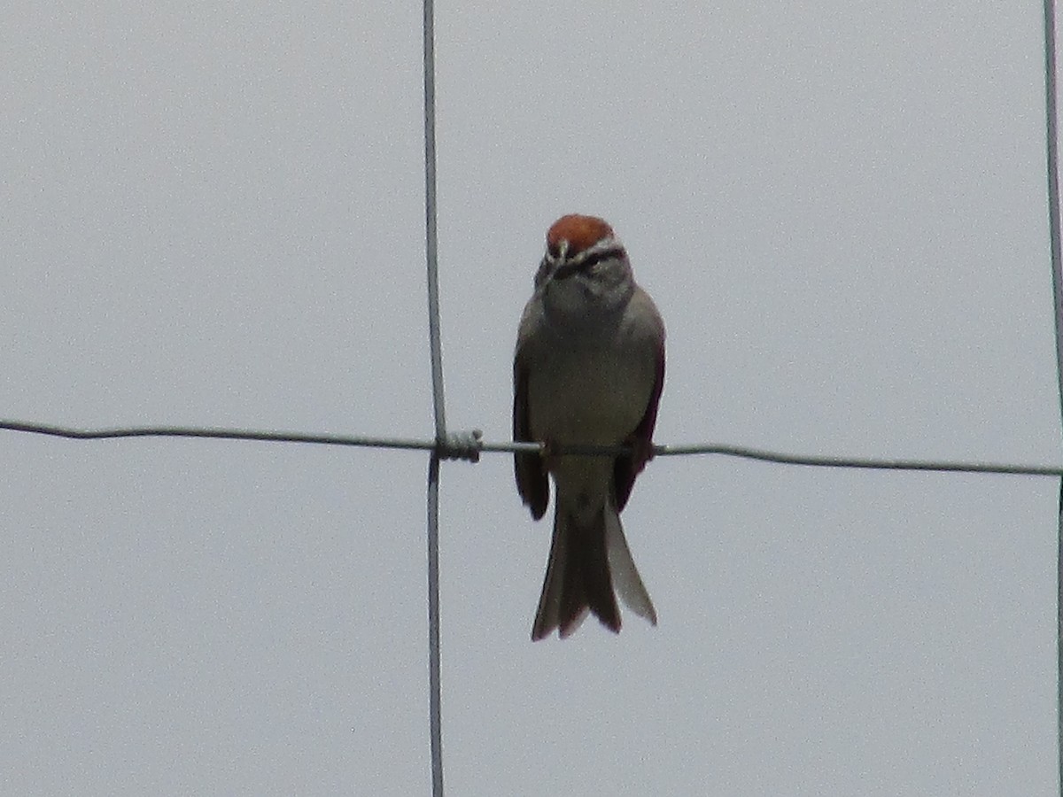 Chipping Sparrow - ML618867020