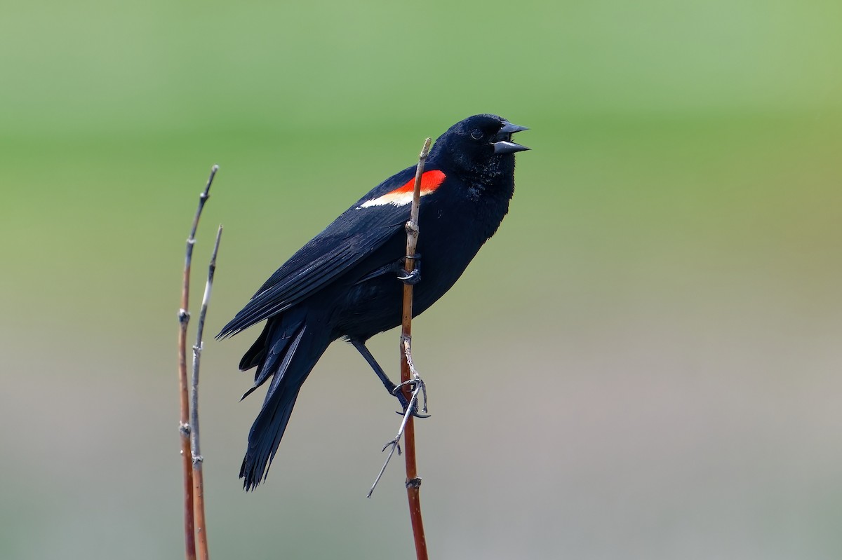 Red-winged Blackbird - ML618867021