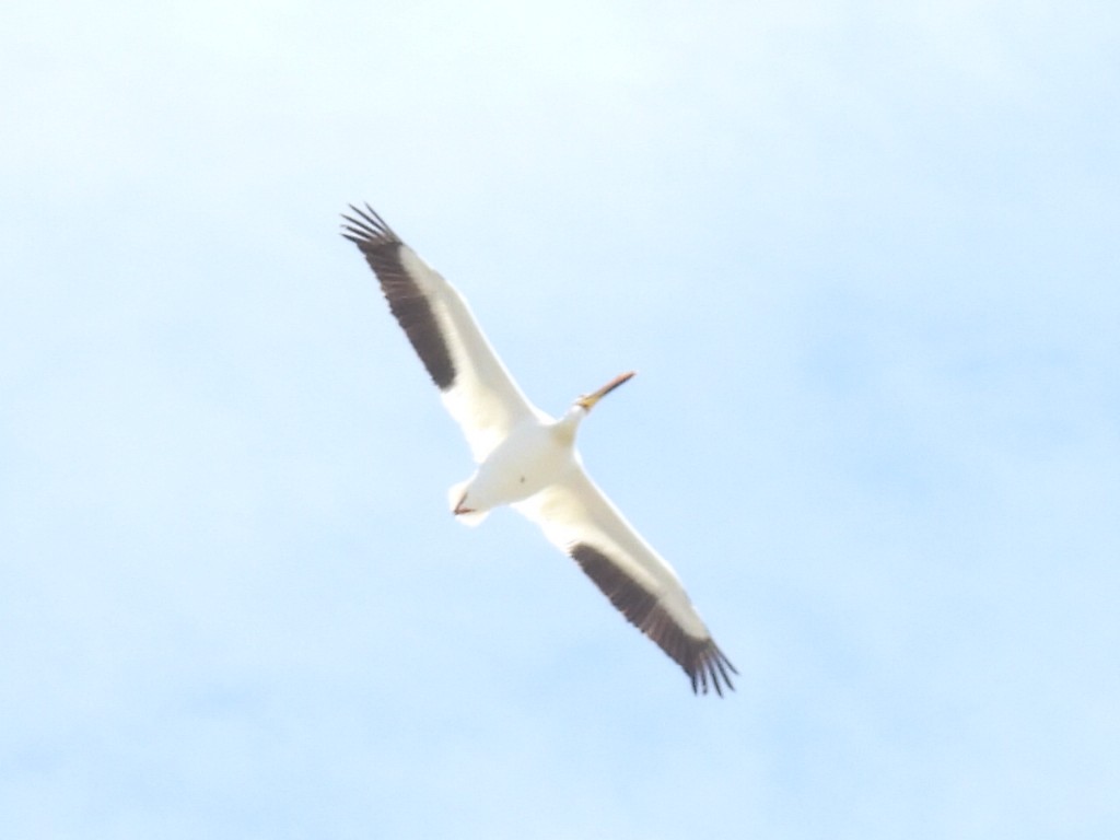 American White Pelican - ML618867027