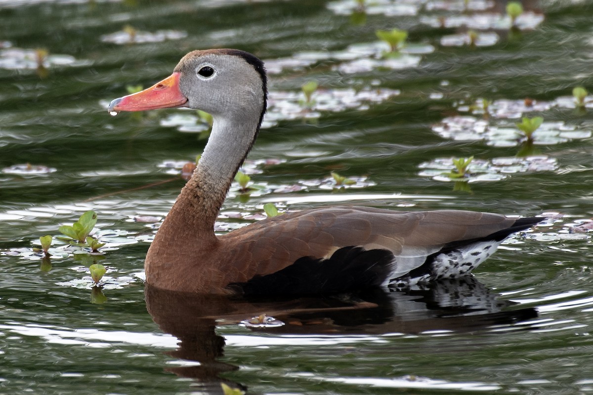 Black-bellied Whistling-Duck (fulgens) - Donna Wadsley