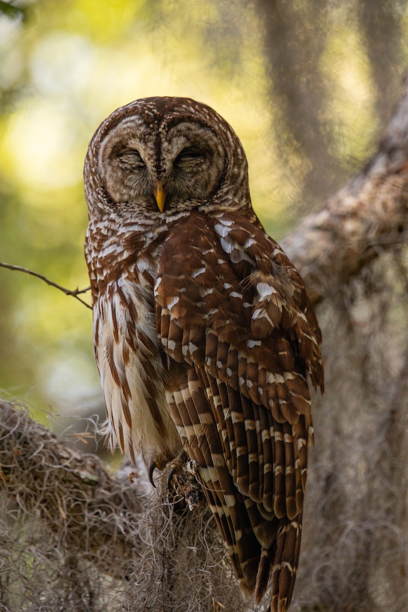 Barred Owl - William Clark