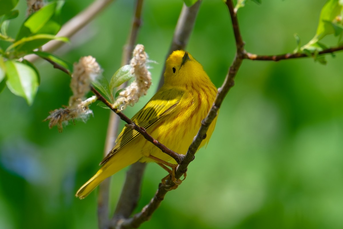 Yellow Warbler - David Le