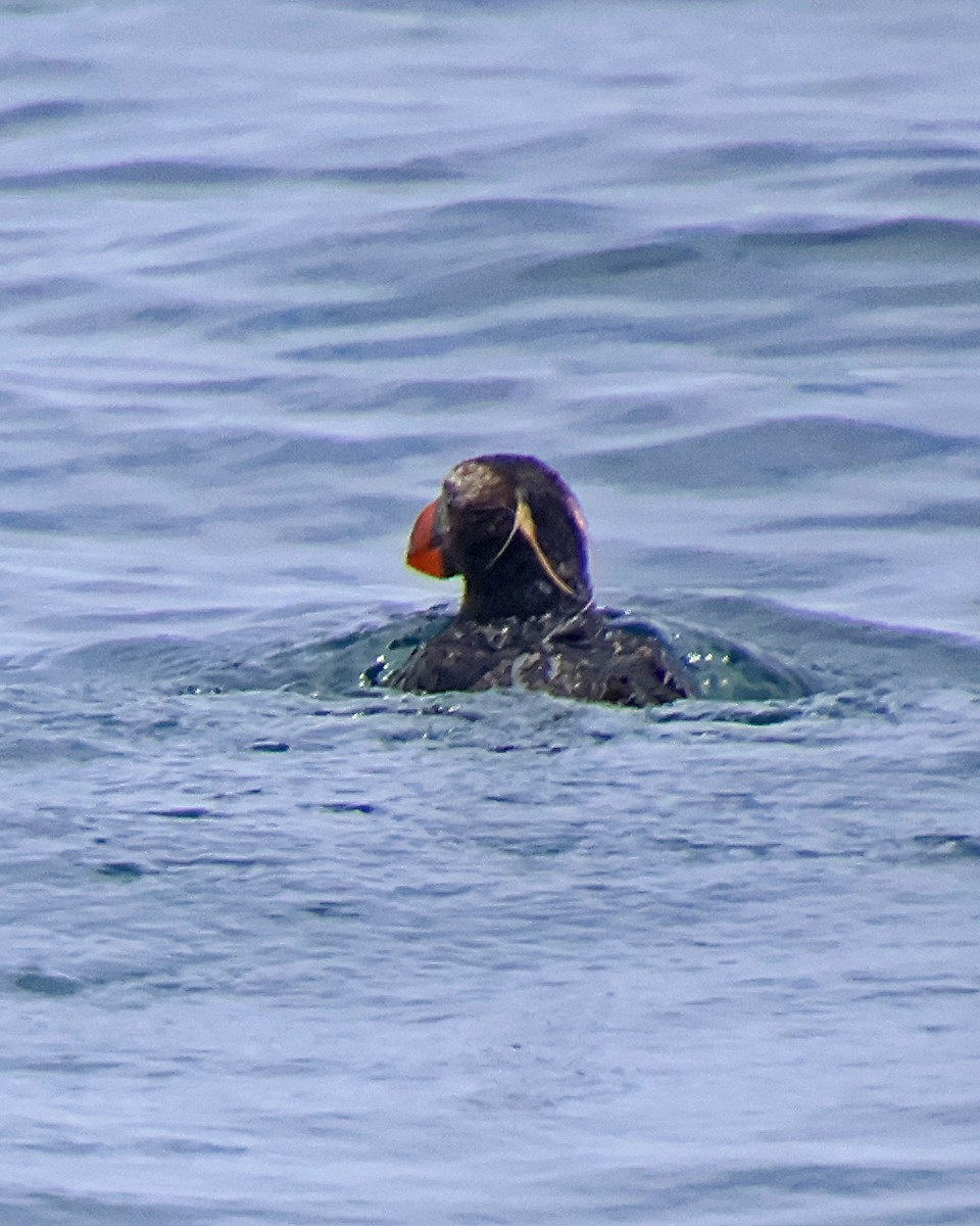 Tufted Puffin - ML618867063