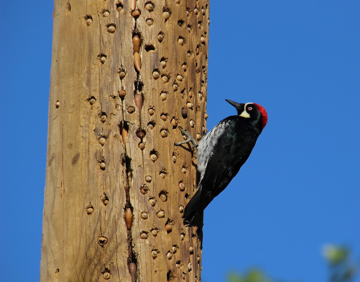 Acorn Woodpecker - ML618867070