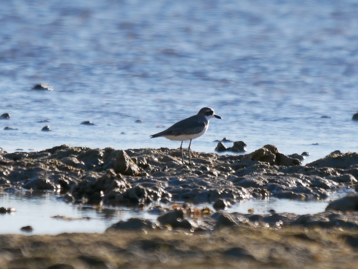 Greater Sand-Plover - Shelley Altman