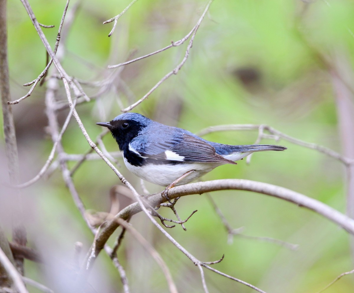 Black-throated Blue Warbler - ML618867126