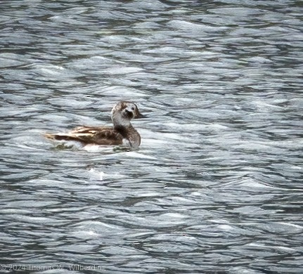 Long-tailed Duck - ML618867143