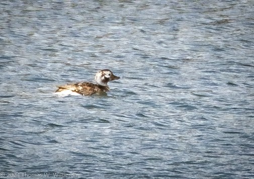 Long-tailed Duck - ML618867144