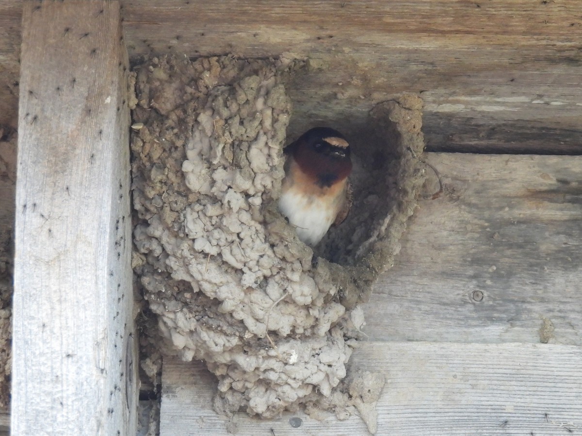 Cliff Swallow - Melody Walsh