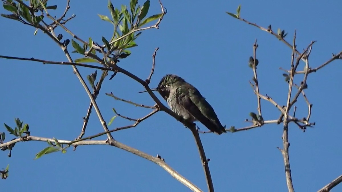Anna's Hummingbird - Bruce Schine