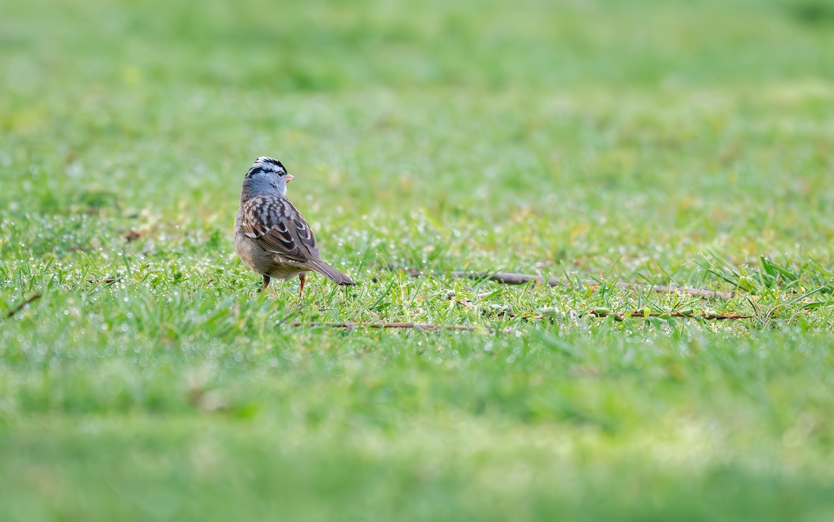 White-crowned Sparrow - ML618867193