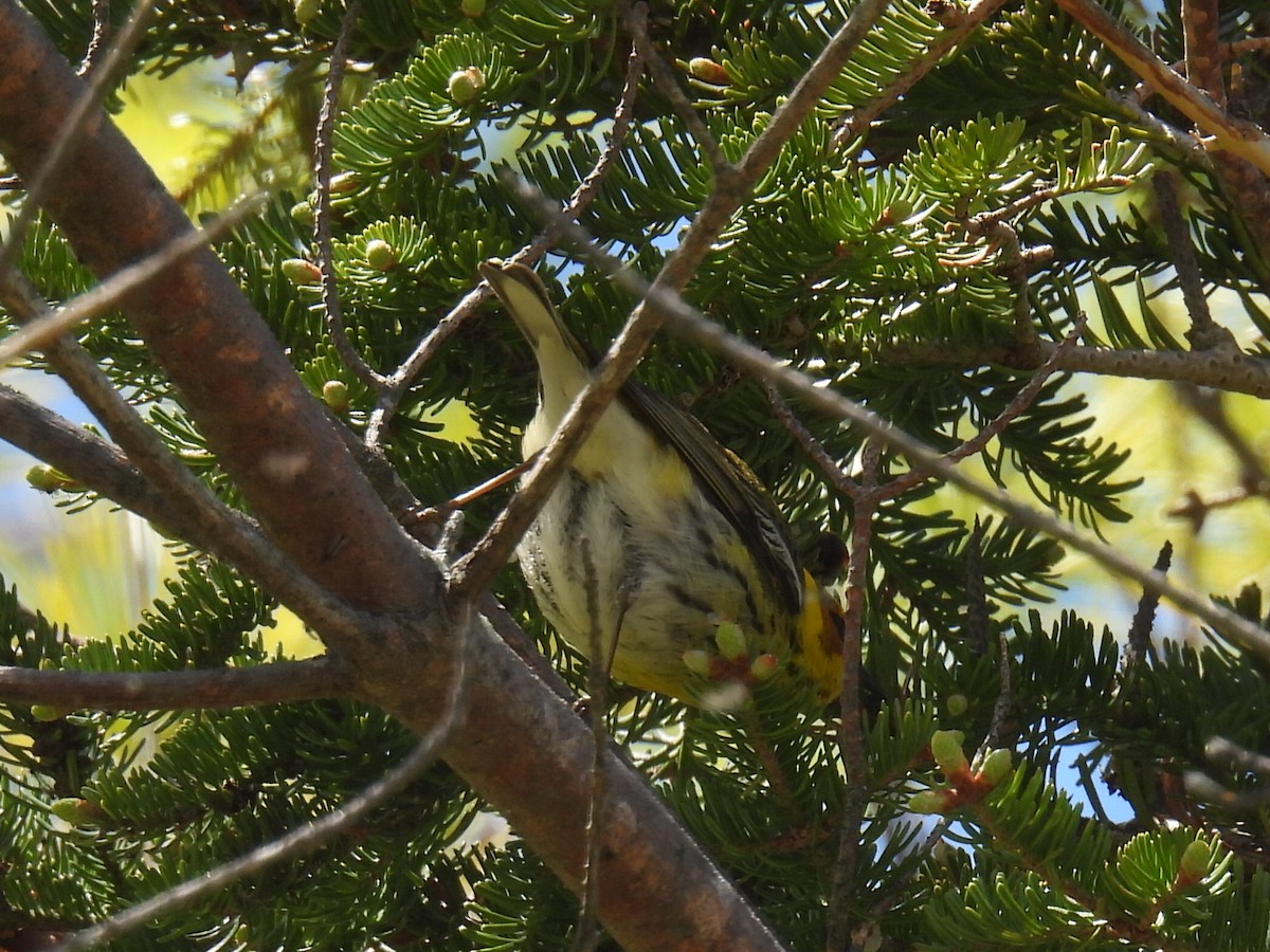 Cape May Warbler - ML618867214