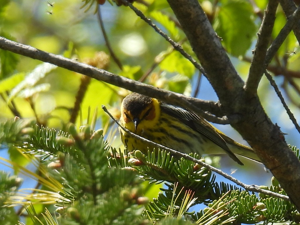 Cape May Warbler - ML618867228