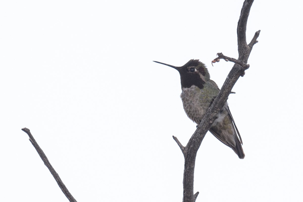 Anna's Hummingbird - ML618867234
