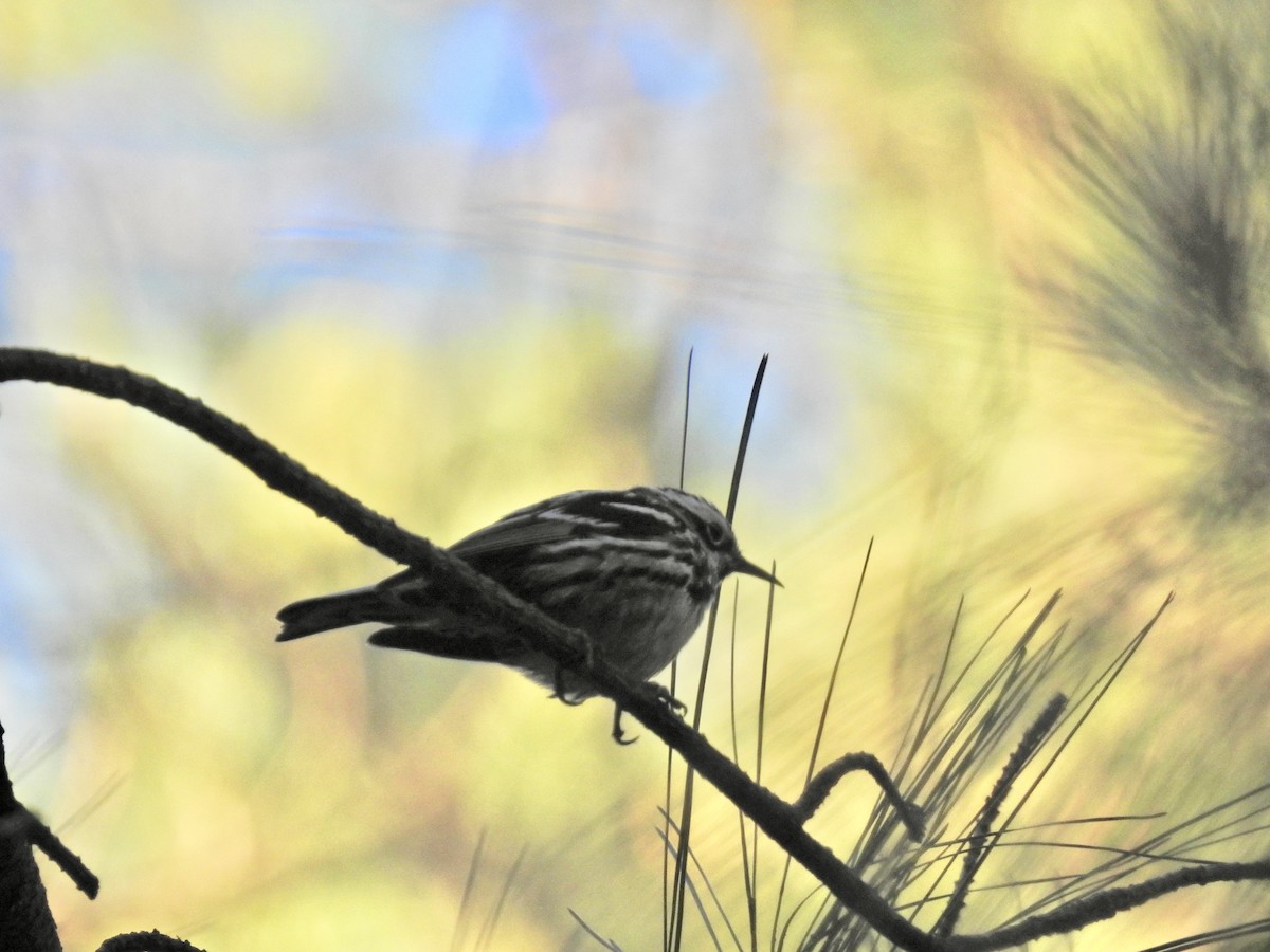 Black-and-white Warbler - ML618867240