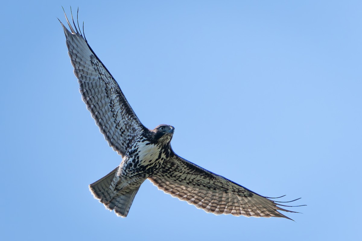 Red-tailed Hawk - Ali Kasperzak