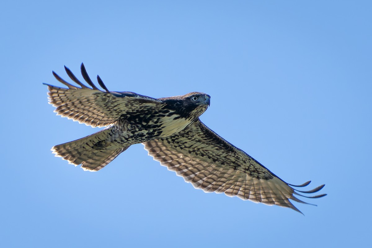 Red-tailed Hawk - ML618867248