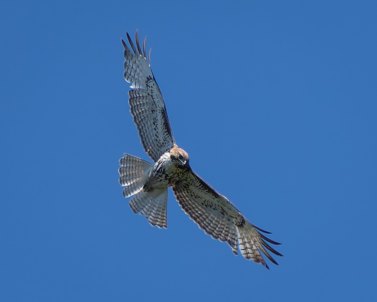 Red-tailed Hawk - ML618867250