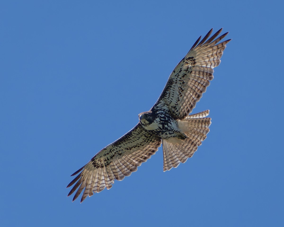 Red-tailed Hawk - ML618867251