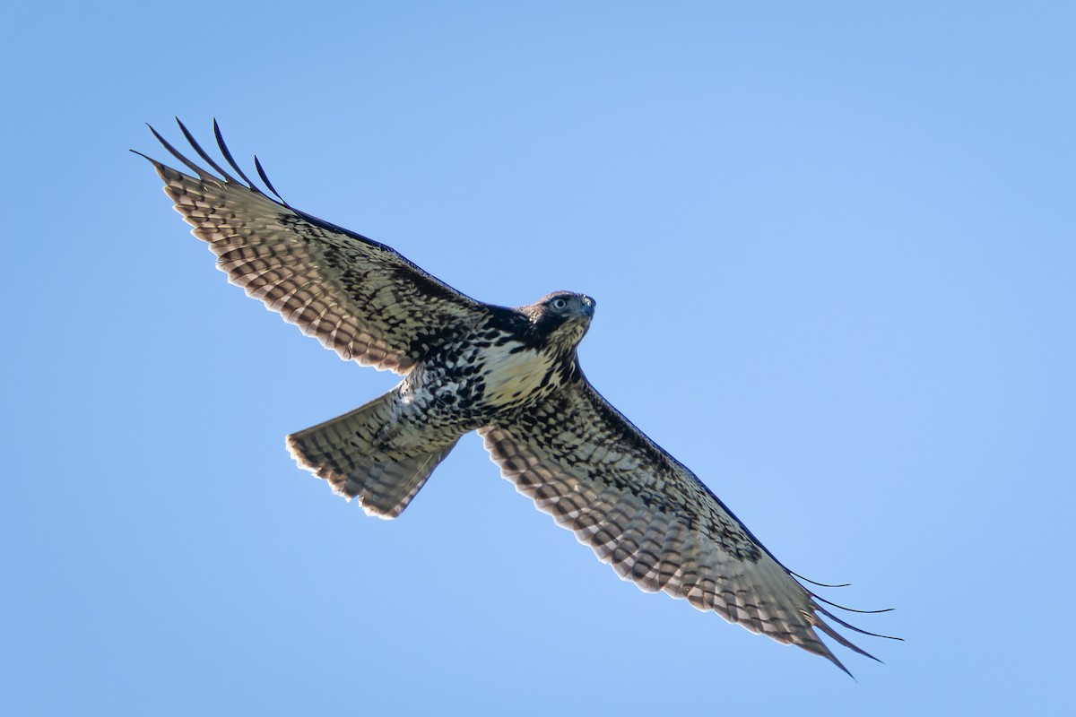 Red-tailed Hawk - ML618867252