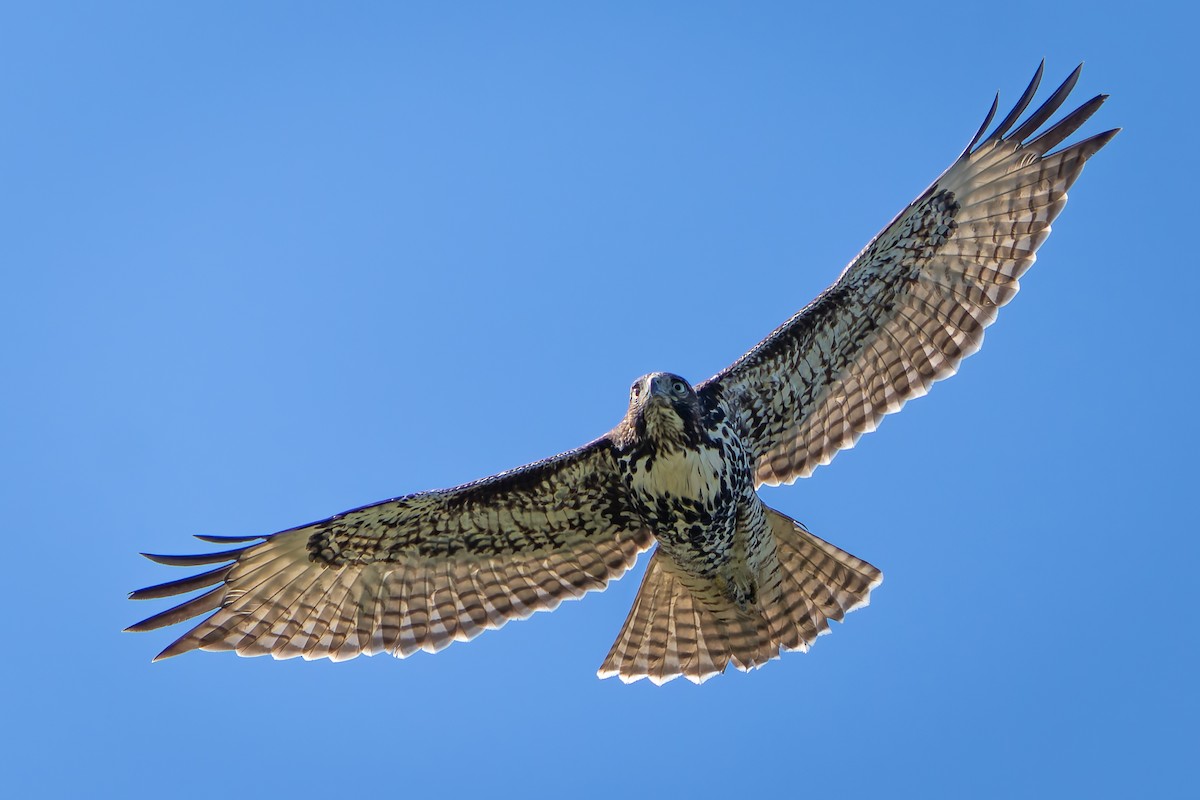 Red-tailed Hawk - ML618867253