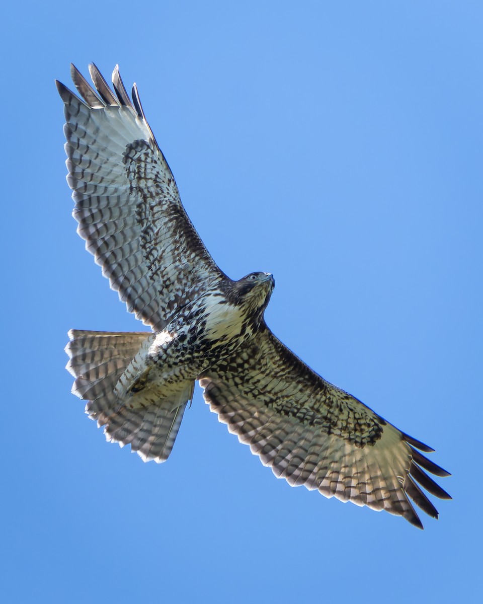 Red-tailed Hawk - ML618867255