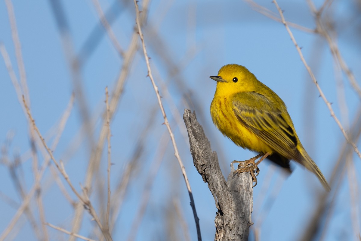 Yellow Warbler - Ross Bartholomew