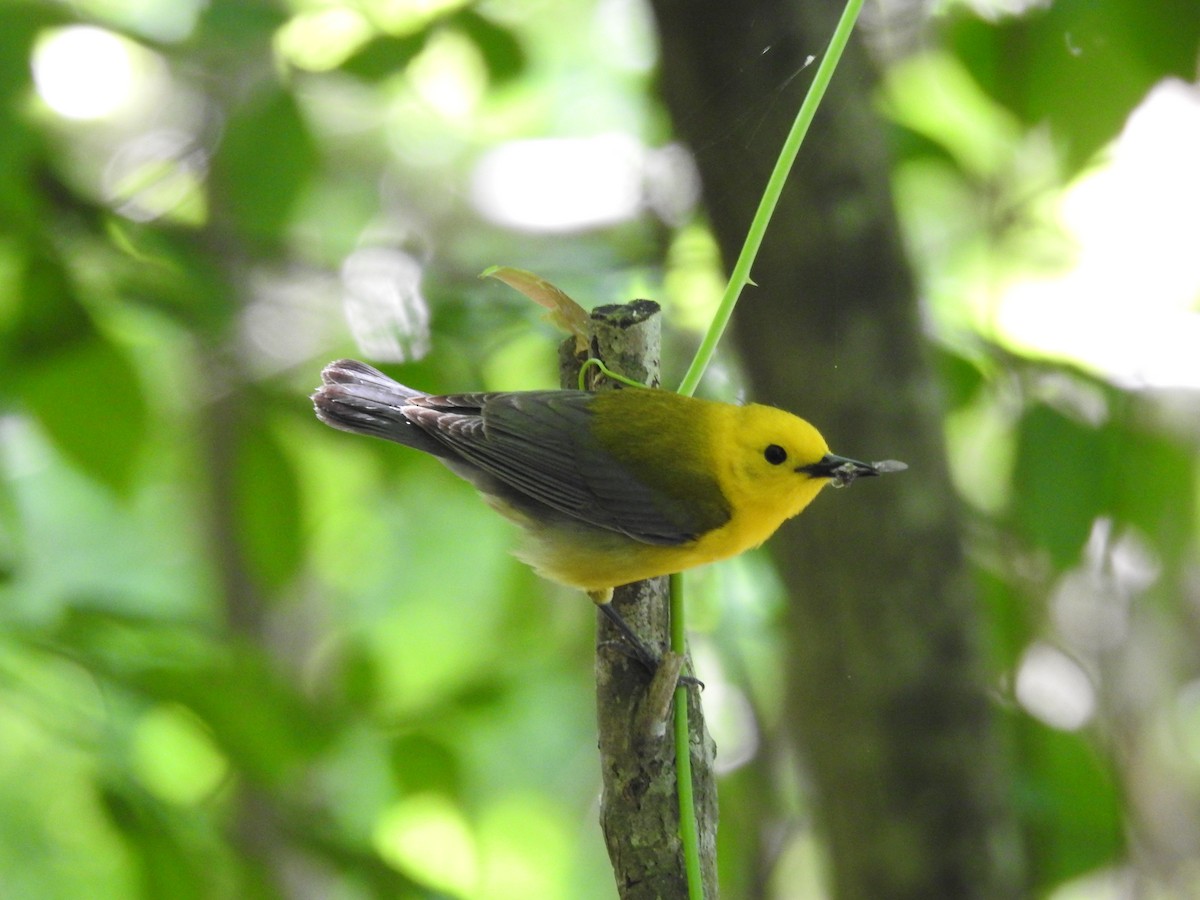 Prothonotary Warbler - ML618867283