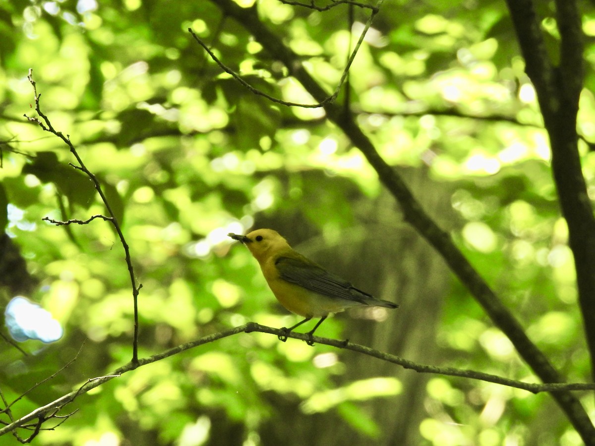 Prothonotary Warbler - ML618867289