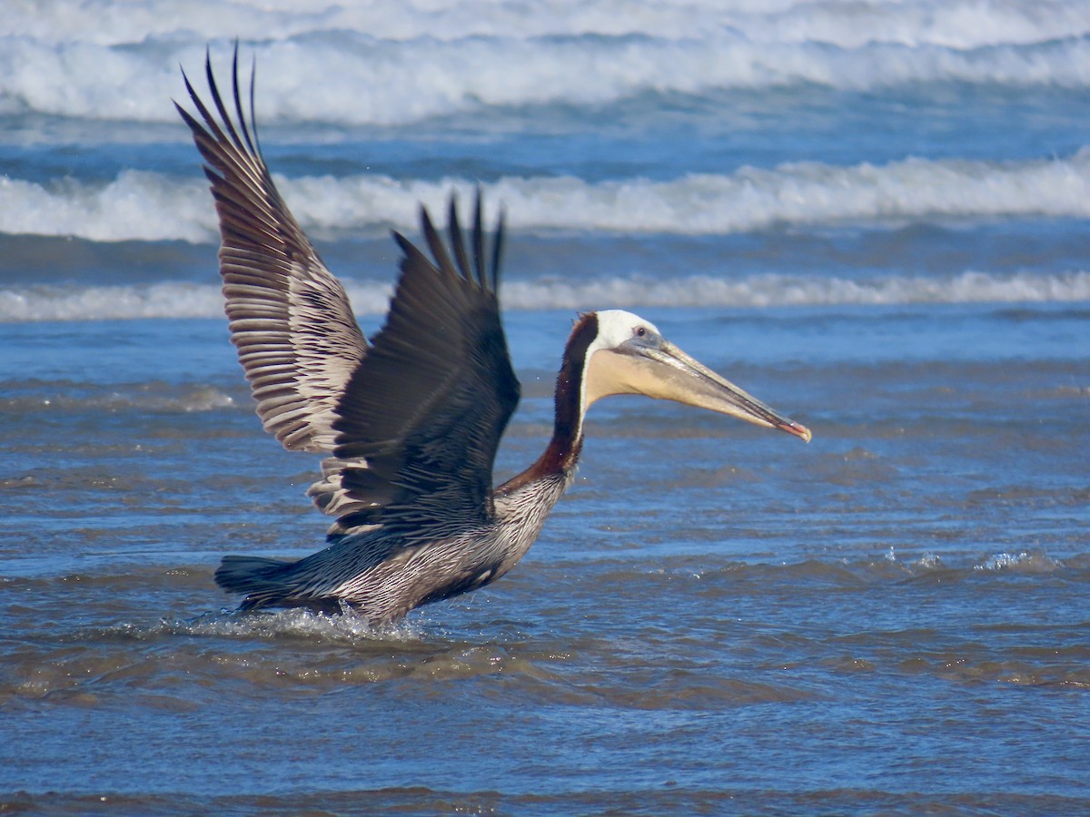 Brown Pelican - Dan Mottern