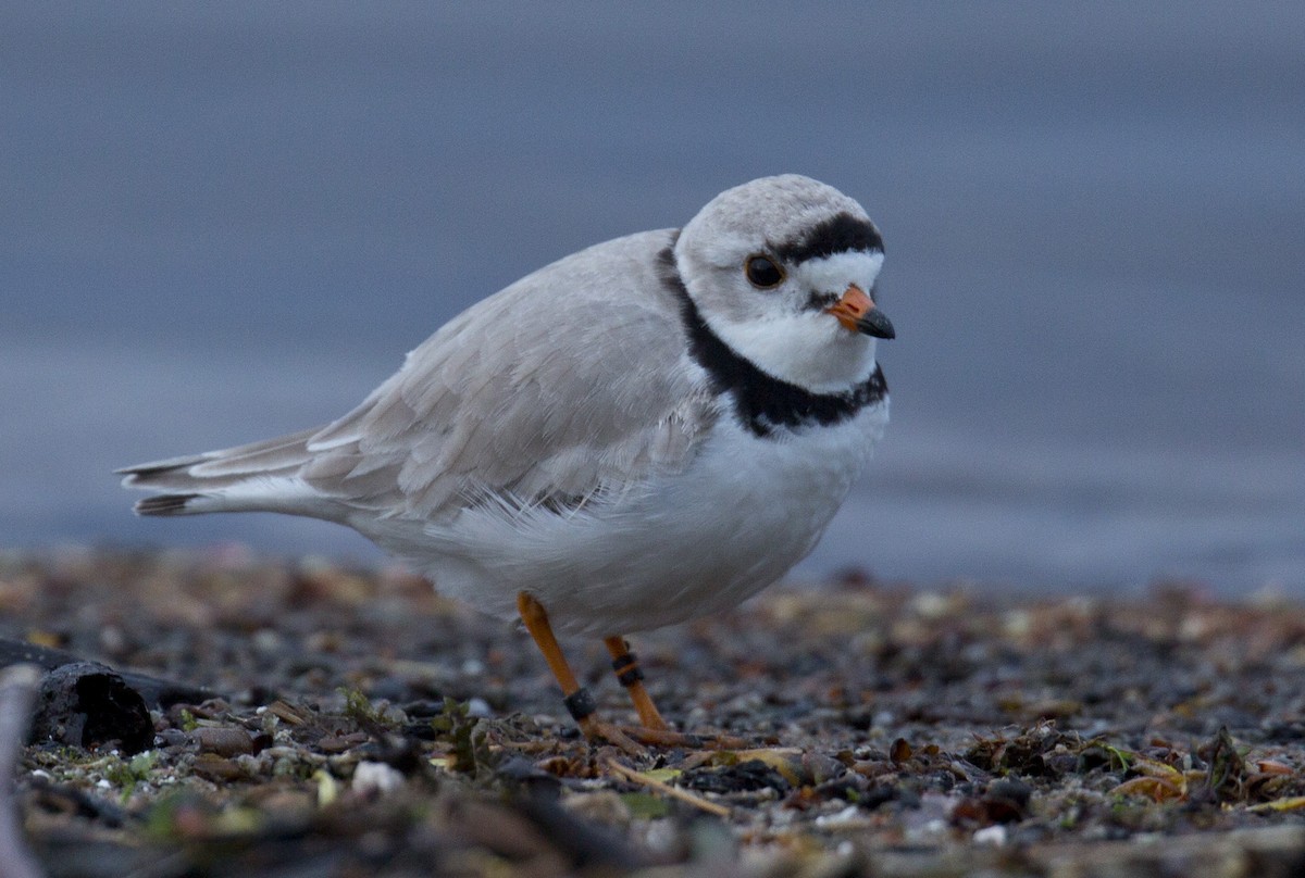 Piping Plover - ML618867380