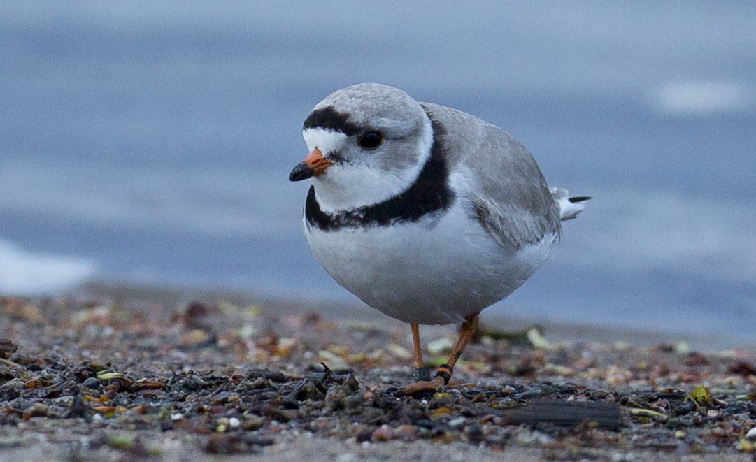Piping Plover - ML618867381