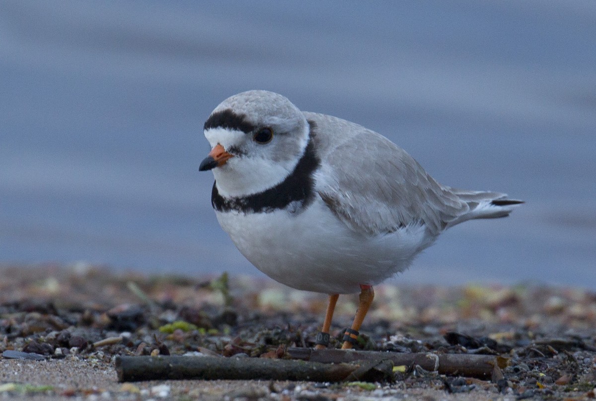 Piping Plover - ML618867382