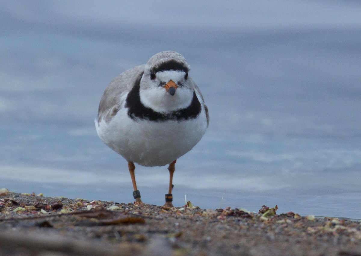 Piping Plover - ML618867384