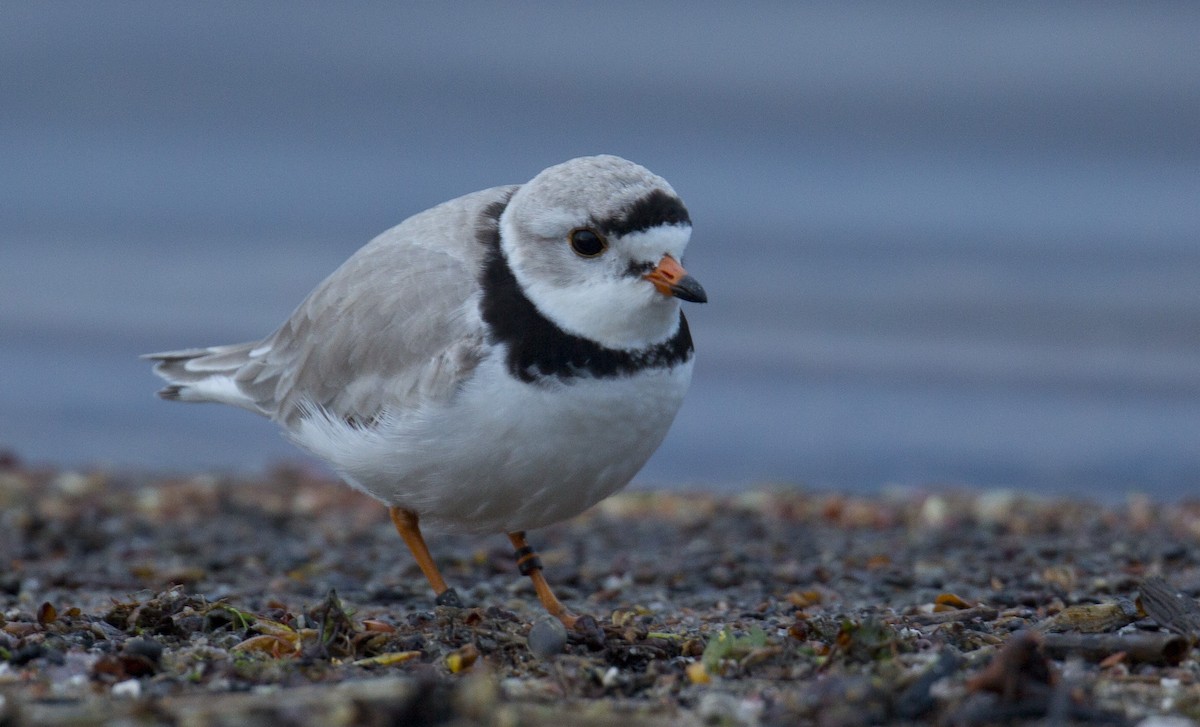 Piping Plover - ML618867385
