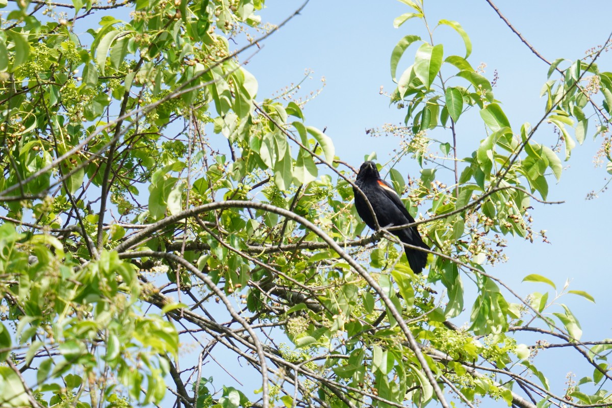 Red-winged Blackbird (Red-winged) - ML618867414