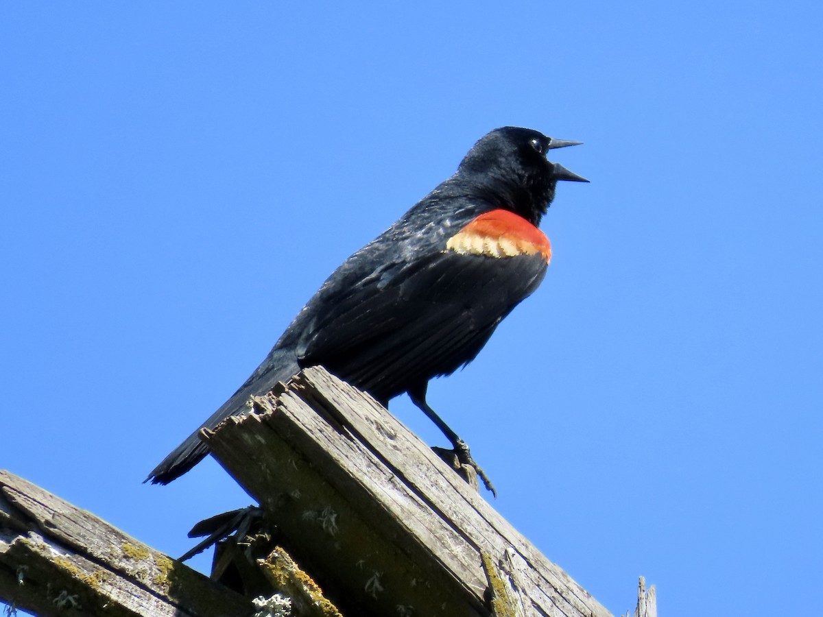 Red-winged Blackbird - Dan Mottern