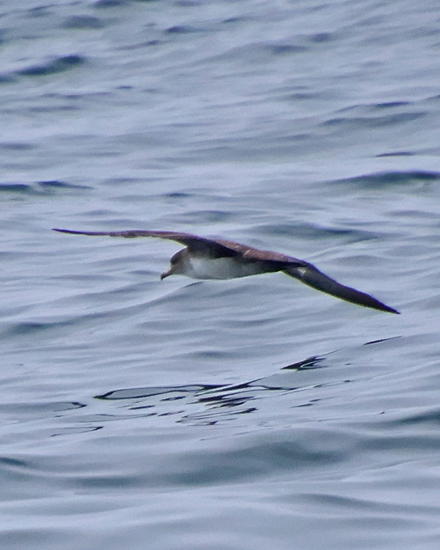 Pink-footed Shearwater - ML618867439