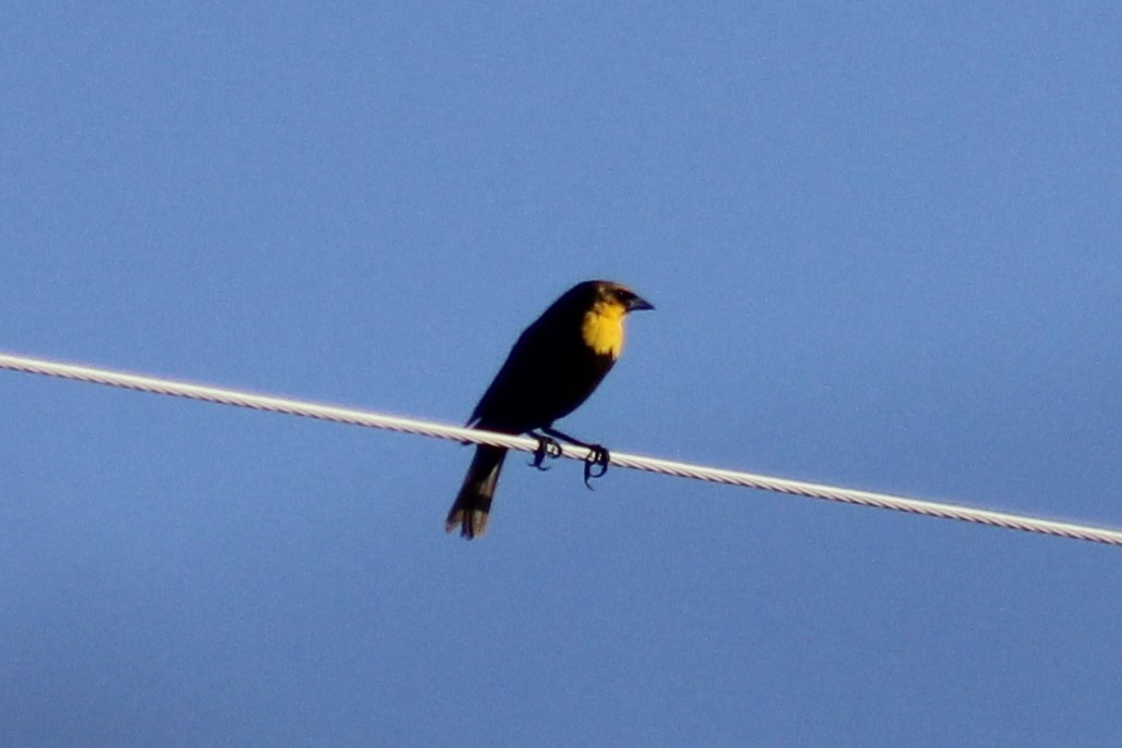Yellow-headed Blackbird - ML618867442
