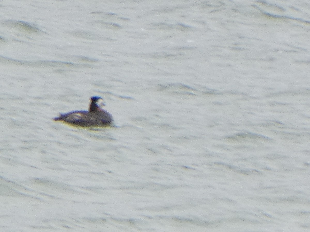Red-necked Grebe - ML618867520