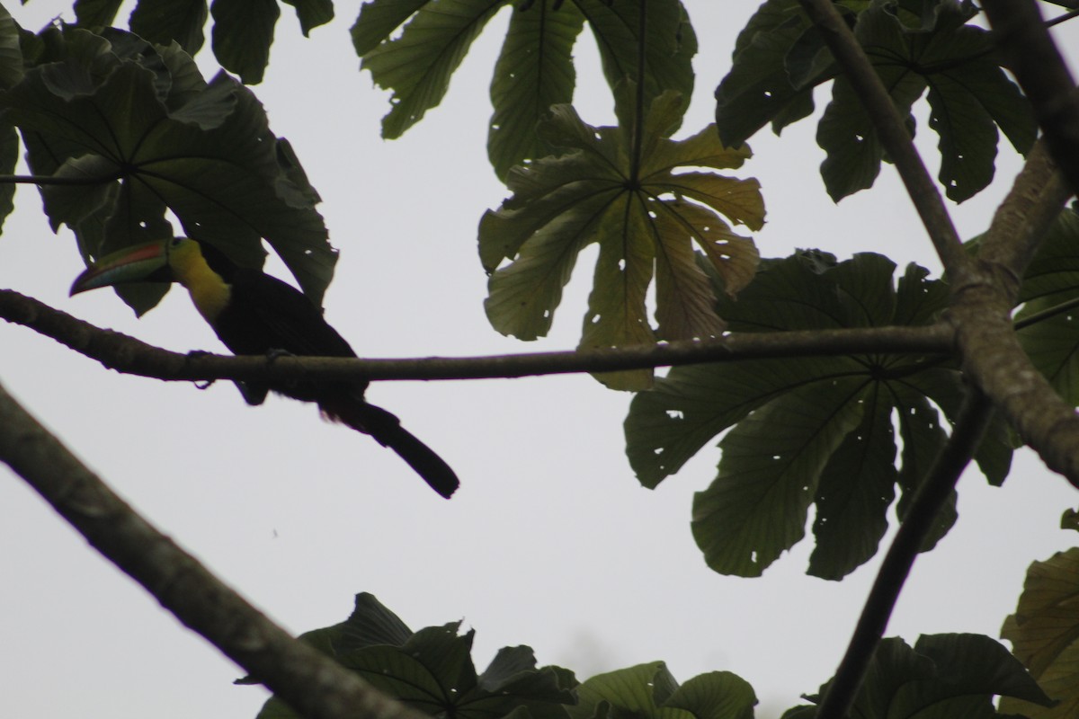 Keel-billed Toucan - Anonymous