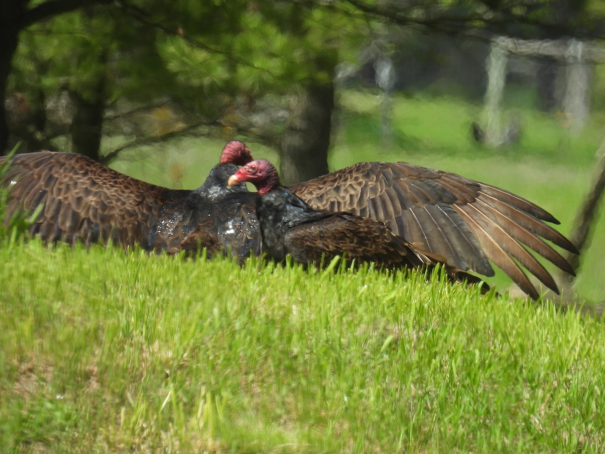 Turkey Vulture - ML618867539