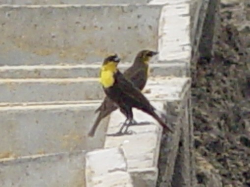 Yellow-headed Blackbird - ML618867544