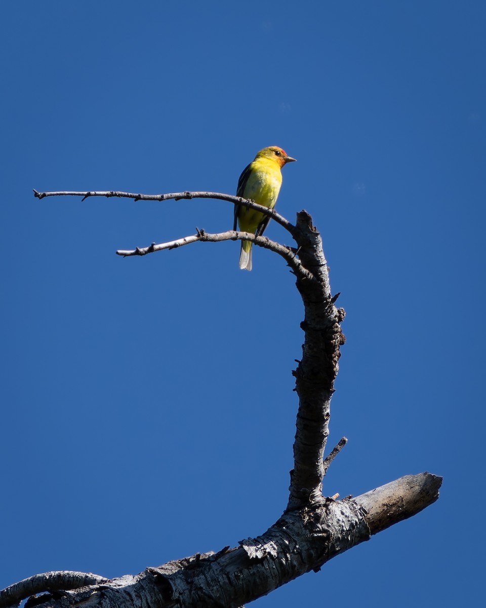 Western Tanager - ML618867549