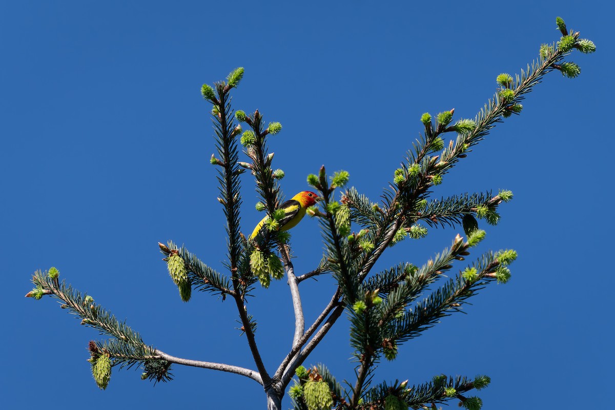 Western Tanager - ML618867550