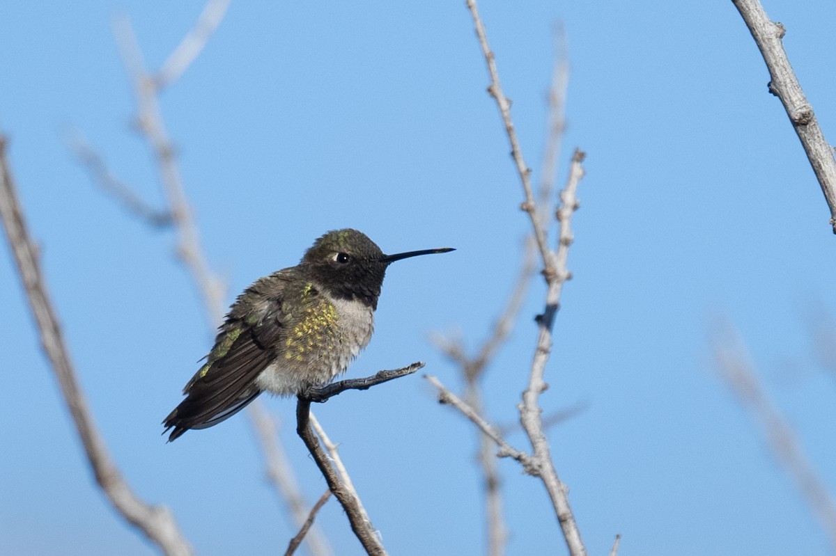 Black-chinned Hummingbird - Ross Bartholomew