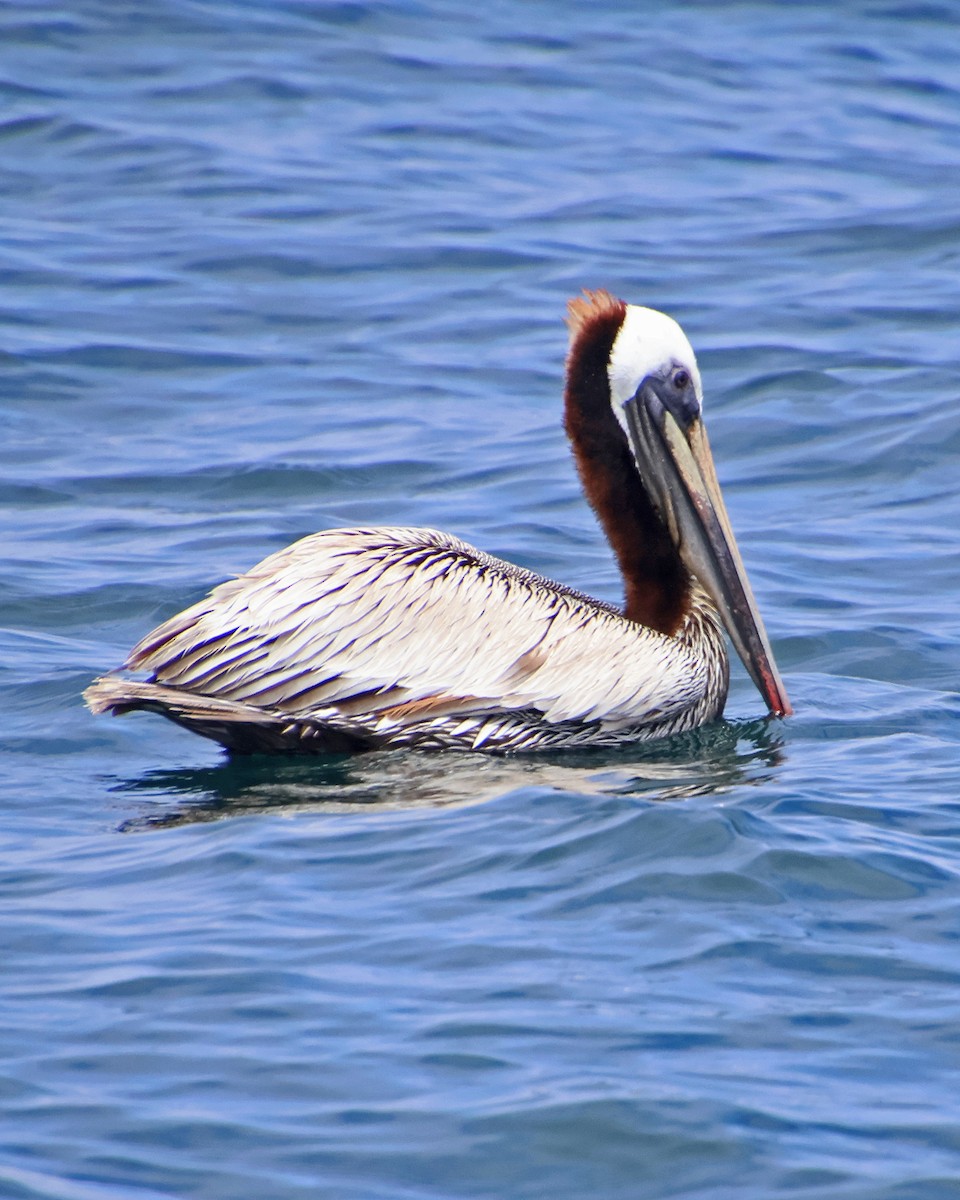 pelikán hnědý - ML618867604