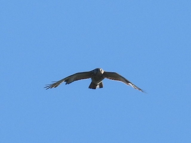 Broad-winged Hawk - ML618867615