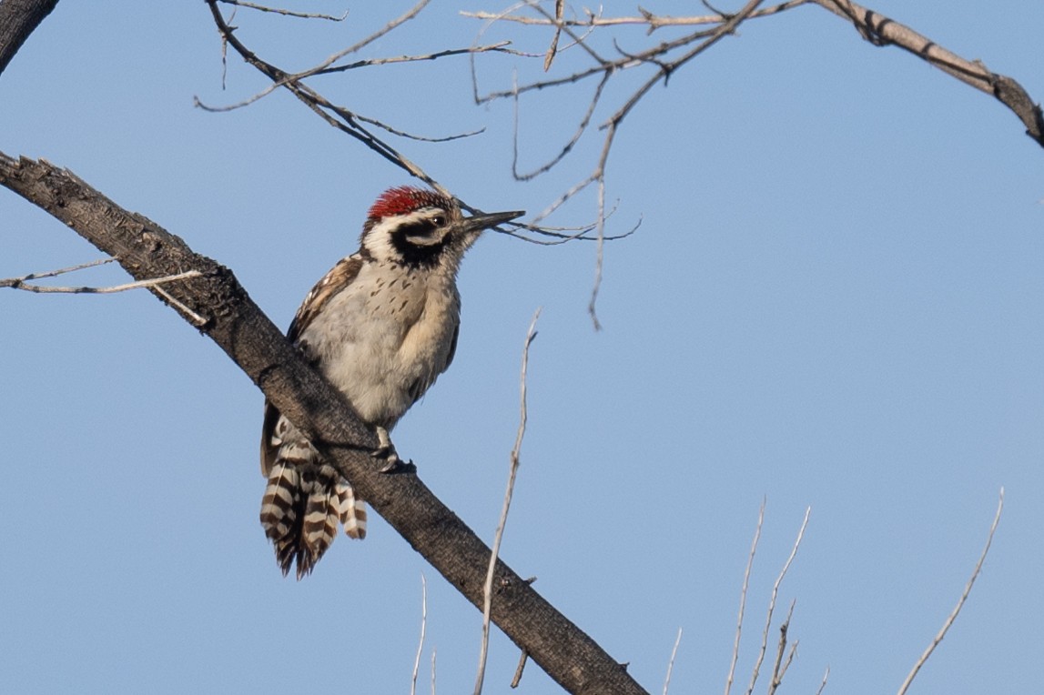 Ladder-backed Woodpecker - Ross Bartholomew